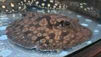 Mature Male Hystrix Stingray approx 11/12 inches