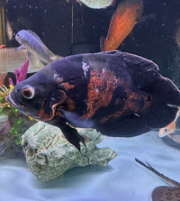 Tiger Oscar XL - £40 ONO - SOUTH LONDON