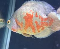 Albino Oscar XL - £40 ONO - SOUTH LONDON
