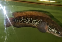Snakehead Channa Asiatica 12 inches - £50