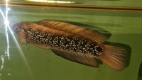 Snakehead Channa Asiatica 12 inches - £50