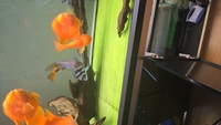 KING KONG PARROTS, DATNOIDS, SNAKEHEAD