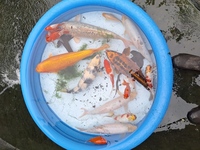 Looking to sell all my fish in out door pond
