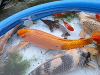 Looking to sell all my fish in out door pond