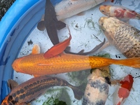 Looking to sell all my fish in out door pond