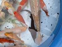 Looking to sell all my fish in out door pond