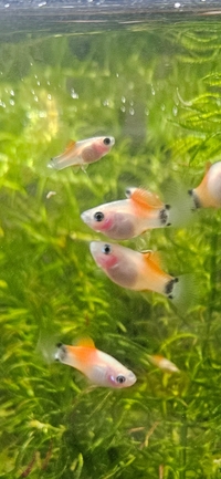 20+ Healthy Platy Fry for Sale- Collection only