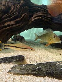 Denison barb/ torpedo barb/ roseline shark