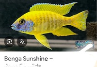 For sale benga sunshine male