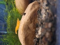 Shrimp