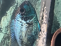 Breeding electric blue acara pair-proven , breeding project