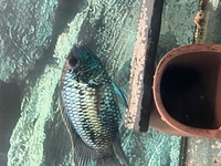 Breeding electric blue acara pair-proven , breeding project