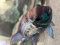 Breeding electric blue acara pair-proven , breeding project