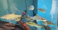 Very rare, Albino gars, albino/albino marble TSN, Fogo bass, red Phonix barbs