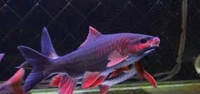 Very rare, Albino gars, albino/albino marble TSN, Fogo bass, red Phonix barbs
