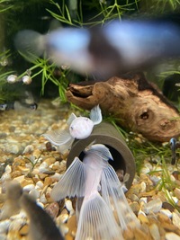 Long fin Snow White bristlenose + German red