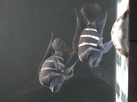 Large Moba Zaire Blue Frontosa