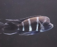 Large Moba Zaire Blue Frontosa