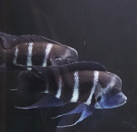 Large Moba Zaire Blue Frontosa