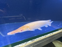 Albino Ali gar 2.5ft monster tank only 2k ono