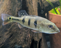 Kelberi spider peacock bass