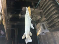 Platinum ali gar 8 inch £1200
