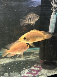 3 Midas x Red Devil 2.5 inch
