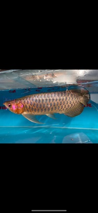 Large Blue Base Super Red Arowana