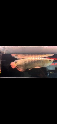 Rare Tong Yan Arowana