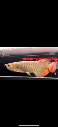 Rare Tong Yan Arowana