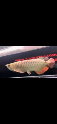 Rare Tong Yan Arowana