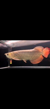 Rare Tong Yan Arowana
