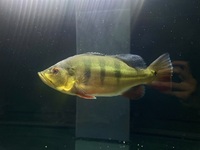 Peacock bass intermedia X ocellaris PRICE DROP £110