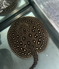 Het stingray BD X Pearl female