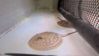 Leucistic key stingray pups UK bred £700