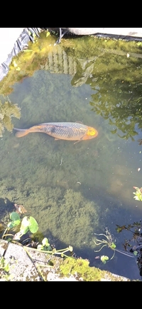 Large Kio & 2 black catfish rehome.
