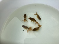 5x Oranda Fancy Goldfish Babies.