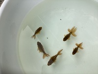 5x Oranda Fancy Goldfish Babies.