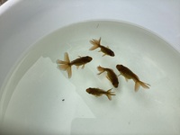 5x Oranda Fancy Goldfish Babies.