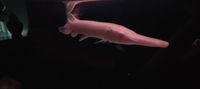 Very rare, Albino gars, albino/albino marble TSN, Fogo bass, red Phonix barbs