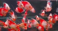 Very rare, Albino gars, albino/albino marble TSN, Fogo bass, red Phonix barbs