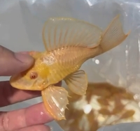 Very rare, Albino gars, albino/albino marble TSN, Fogo bass, red Phonix barbs