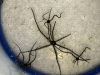 Micro brittle starfish marine clean up crew