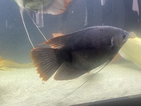 Giant red gourami