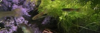 Male and Female Endlers £1 each - Outskirts of Brighton