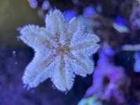 Asterina / Harliquin shrimp food