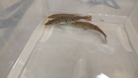 Temensis peacock bass for sale., sold pending collection
