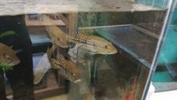 Temensis peacock bass for sale., sold pending collection