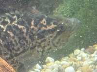 6 inch breeding pair of Jaguar cichlids