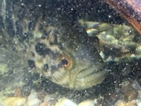 6 inch breeding pair of Jaguar cichlids